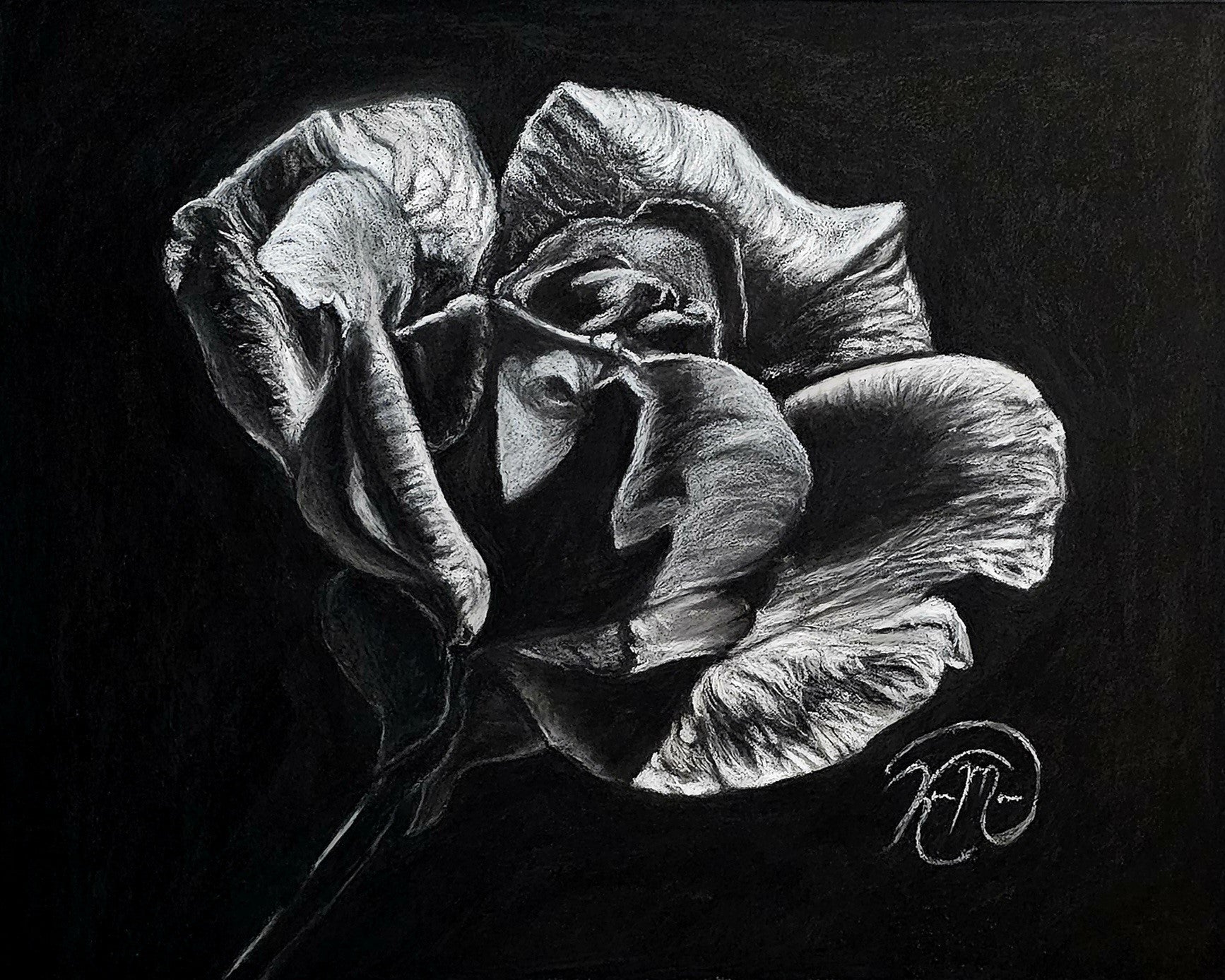 Black and white wilting rose emerging from the darkness